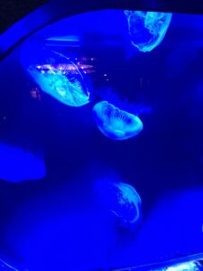 須磨水族館、クラゲ