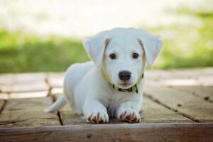 コパンマルシェ 犬用品