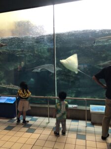 須磨水族館、水槽