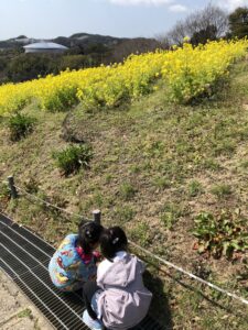 総合運動公園 菜の花 開花 コスモスの丘