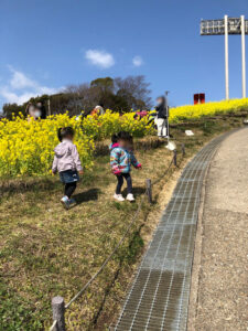 菜の花 総合運動公園 見頃 いつまで コスモスの丘 菜の花畑